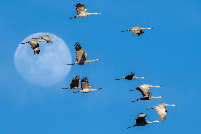 Sandhill Cranes