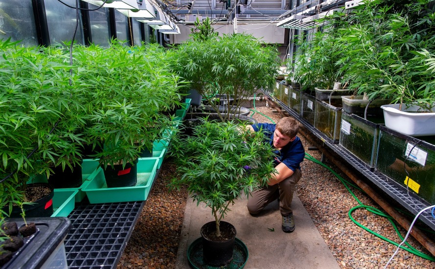 Cannabis Research