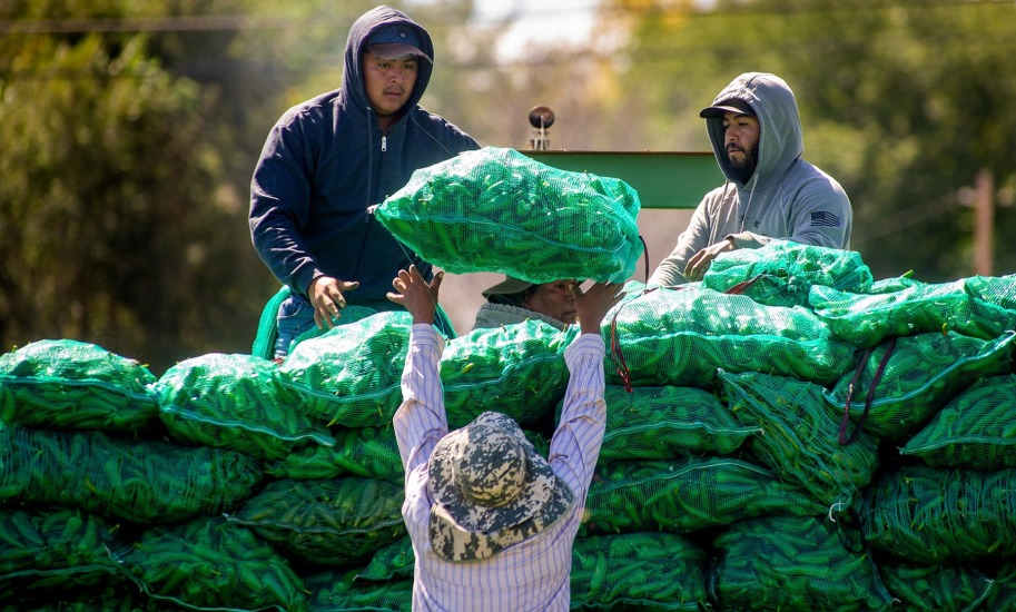 Chile Harvest
