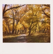 Cottonwoods